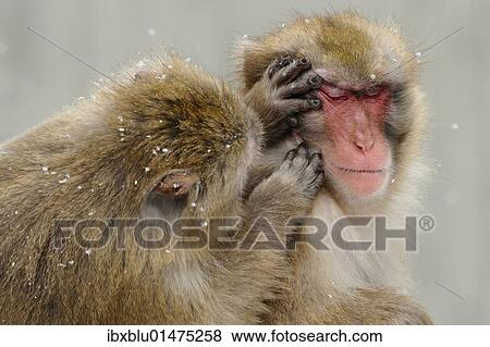 Japanese macaques (Macaca fuscata) in winter View Large Photo Image Stock Photo - Japanese macaques (Macaca fuscata) in winter. Fotosearch