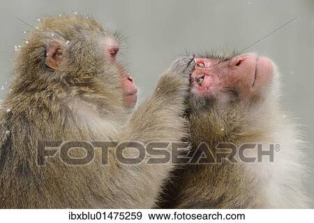 Japanese macaques (Macaca fuscata) in winter View Large Photo Image Stock Photo - Japanese macaques (Macaca fuscata) in winter. Fotosearch