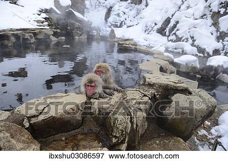 Stock Photo - "Japanese Macaques or Snow Monkeys (Macaca fuscata), taking a bath in a hot spring, Affenpark Jigokudani, Nagano Prafektur, Japan, Asia". Fotosearch