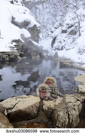 "Japanese Macaques or Snow Monkeys (Macaca fuscata), taking a bath in a hot spring, Affenpark Jigokudani, Nagano Prafektur, Japan, Asia" View Large Photo Image Stock Photo - "Japanese Macaques or Snow Monkeys (Macaca fuscata), taking a bath in a hot spring, Affenpark Jigokudani, Nagano Prafektur, Japan, Asia". Fotosearch
