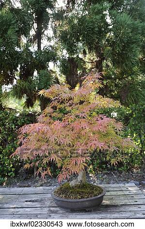 "Japanese maple (Acer palmatum) as a bonsai in autumn, Botanical Garden, Kyoto, Japan, East Asia, Asia" View Large Photo Image Stock Image - "Japanese maple (Acer palmatum) as a bonsai in autumn, Botanical Garden, Kyoto, Japan, East Asia, Asia". Fotosearch
