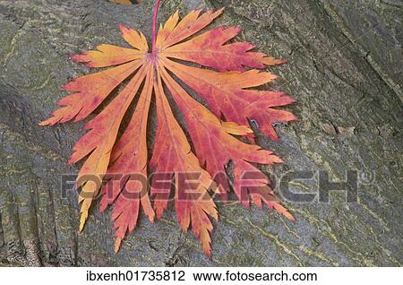 "Japanese Maple or Fullmoon Maple (Acer japonicum cultivar Aconitifolium), leaf" View Large Photo Image Stock Image - "Japanese Maple or Fullmoon Maple (Acer japonicum cultivar Aconitifolium), leaf". Fotosearch