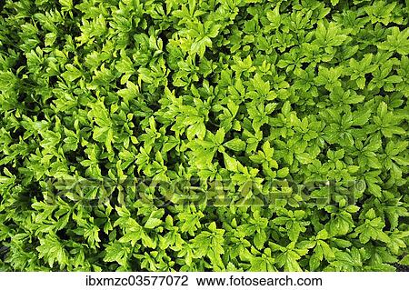 "Japanese Pachysandra or Japanese Spurge (Pachysandra terminalis) with raindrops, evergreen ground cover, Bad Reichenhall, Berchtesgadener Land District, Upper Bavaria, Bavaria, Germany, Europe" View Large Photo Image Stock Image - "Japanese Pachysandra or Japanese Spurge (Pachysandra terminalis) with raindrops, evergreen ground cover, Bad Reichenhall, Berchtesgadener Land District, Upper Bavaria, Bavaria, Germany, Europe". Fotosearch