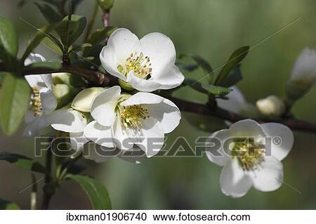 "Japanese Quince (Chaenomeles speciosa 'Nivalis """"), garden plant, Germany, Europe" View Large Photo Image Stock Image - "Japanese Quince (Chaenomeles speciosa 'Nivalis """"), garden plant, Germany, Europe". Fotosearch
