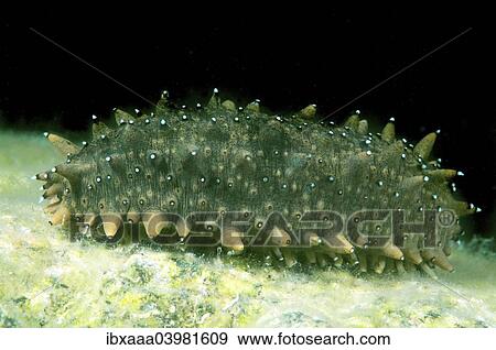"Japanese Spiky Sea Cucumber or Japanese Sea Cucumber (Apostichopus japonicus), Sea of Japan, Primorsky Krai, Russia, Europe" View Large Photo Image Stock Photo - "Japanese Spiky Sea Cucumber or Japanese Sea Cucumber (Apostichopus japonicus), Sea of Japan, Primorsky Krai, Russia, Europe". Fotosearch