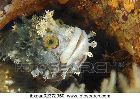 Stock Image - "Japanese warbonnet or Fringed blenny (Chirolophis japonicus), Japan Sea, Far East, Primorsky Krai, Russian Federation". Fotosearch
