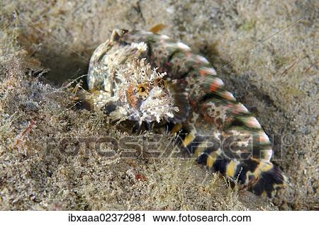"Japanese warbonnet or Fringed blenny (Chirolophis japonicus), Japan Sea, Far East, Primorsky Krai, Russian Federation" View Large Photo Image Stock Image - "Japanese warbonnet or Fringed blenny (Chirolophis japonicus), Japan Sea, Far East, Primorsky Krai, Russian Federation". Fotosearch