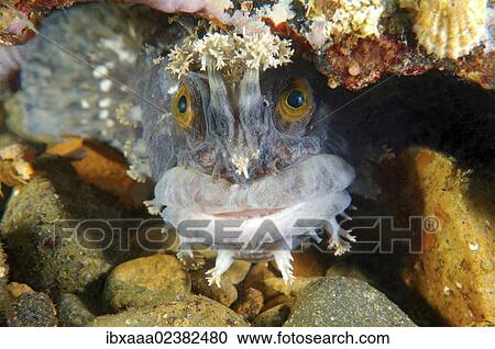 Stock Image - "Japanese warbonnet or Fringed blenny (Chirolophis japonicus), Japan Sea, Primorsky Krai, Russian Federation, Far East". Fotosearch
