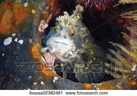 "Japanese warbonnet or Fringed blenny (Chirolophis japonicus), Japan Sea, Primorsky Krai, Russian Federation, Far East" View Large Photo Image Stock Image - "Japanese warbonnet or Fringed blenny (Chirolophis japonicus), Japan Sea, Primorsky Krai, Russian Federation, Far East". Fotosearch