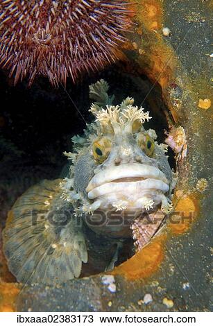 "Japanese warbonnet or Fringed blenny (Chirolophis japonicus), Japan Sea, Primorsky Krai, Russian Federation, Far East" View Large Photo Image Stock Image - "Japanese warbonnet or Fringed blenny (Chirolophis japonicus), Japan Sea, Primorsky Krai, Russian Federation, Far East". Fotosearch