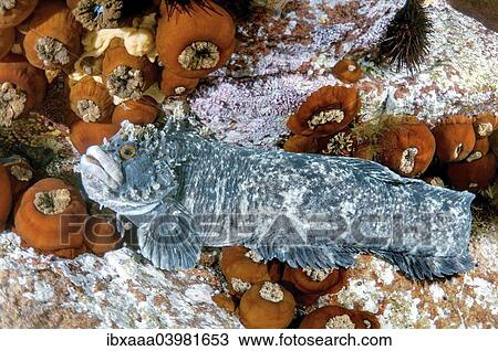 "Japanese Warbonnet or Fringed Blenny (Chirolophis japonicus), Sea of Japan, Primorsky Krai, Russia, Europe" View Large Photo Image Stock Image - "Japanese Warbonnet or Fringed Blenny (Chirolophis japonicus), Sea of Japan, Primorsky Krai, Russia, Europe". Fotosearch