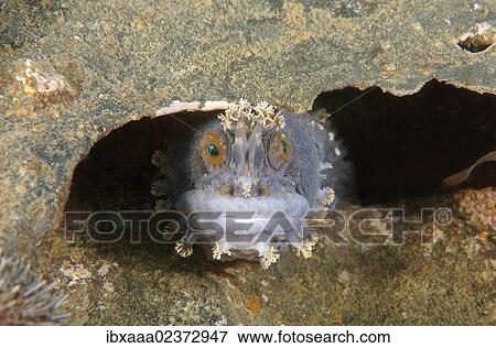 "Japanese warbonnet or Fringed blenny (Chirolophis japonicus), Japan Sea, Far East, Primorsky Krai, Russian Federation" View Large Photo Image Stock Photo - "Japanese warbonnet or Fringed blenny (Chirolophis japonicus), Japan Sea, Far East, Primorsky Krai, Russian Federation". Fotosearch