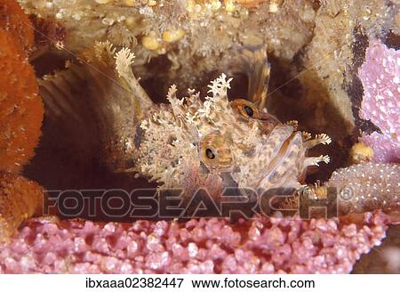 "Japanese warbonnet or Fringed blenny (Chirolophis japonicus), Japan Sea, Primorsky Krai, Russian Federation, Far East" View Large Photo Image Stock Photo - "Japanese warbonnet or Fringed blenny (Chirolophis japonicus), Japan Sea, Primorsky Krai, Russian Federation, Far East". Fotosearch