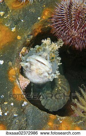 "Japanese warbonnet or fringed blenny (Chirolophis japonicus), Japan Sea, Far East, Primorsky Krai, Russian Federation" View Large Photo Image Stock Photograph - "Japanese warbonnet or fringed blenny (Chirolophis japonicus), Japan Sea, Far East, Primorsky Krai, Russian Federation". Fotosearch