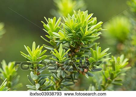 Stock Image - "Japanese Yew (Taxus cuspidata), Thuringia, Germany, Europe". Fotosearch