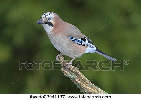 "Jay (falco tinnunculus) perched on a branch, Neunkirchen, Siegerland, North Rhine-Westphalia, Germany, Europe" View Large Photo Image Stock Photo - "Jay (falco tinnunculus) perched on a branch, Neunkirchen, Siegerland, North Rhine-Westphalia, Germany, Europe". Fotosearch