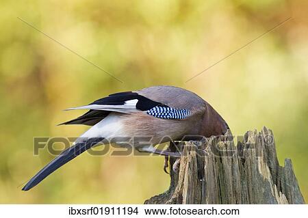Jay (Garrulus glandarius) at feeding site View Large Photo Image Picture - Jay (Garrulus glandarius) at feeding site. Fotosearch