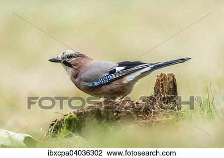 "Jay (Garrulus glandarius), Masuria, Poland, Europe" View Large Photo Image Stock Image - "Jay (Garrulus glandarius), Masuria, Poland, Europe". Fotosearch