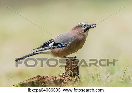 "Jay (Garrulus glandarius), Masuria, Poland, Europe" View Large Photo Image Stock Image - "Jay (Garrulus glandarius), Masuria, Poland, Europe". Fotosearch