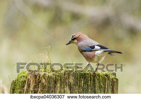 Stock Photo - "Jay (Garrulus glandarius), Masuria, Poland, Europe". Fotosearch