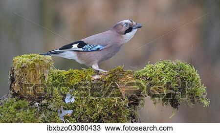 "Jay (Garrulus glandarius) perched on a tree stump, Fischen, Allgau, Bavaria, Germany, Europe" View Large Photo Image Stock Image - "Jay (Garrulus glandarius) perched on a tree stump, Fischen, Allgau, Bavaria, Germany, Europe". Fotosearch
