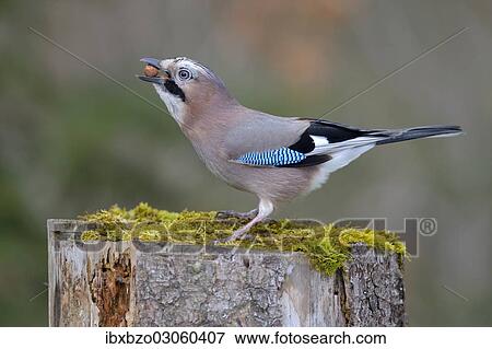 "Jay (Garrulus glandarius) perched on a tree stump eating nuts, Fischen, Allgau, Bavaria, Germany, Europe" View Large Photo Image Stock Photo - "Jay (Garrulus glandarius) perched on a tree stump eating nuts, Fischen, Allgau, Bavaria, Germany, Europe". Fotosearch