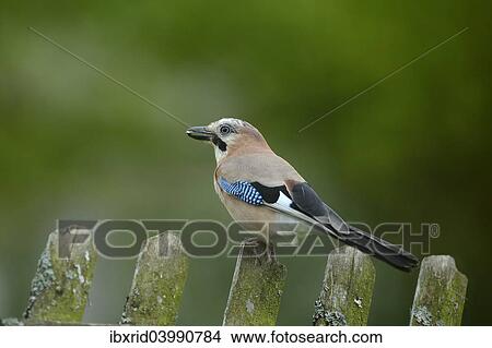 "Jay (Garrulus glandarius), perched on a garden fence, Sauerland, North Rhine-Westphalia, Germany, Europe" View Large Photo Image Picture - "Jay (Garrulus glandarius), perched on a garden fence, Sauerland, North Rhine-Westphalia, Germany, Europe". Fotosearch