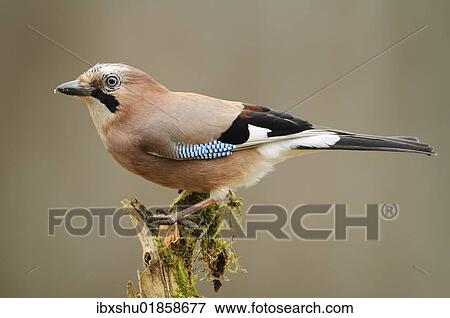 Stock Photo - Jay (Garrulus glandarius). Fotosearch
