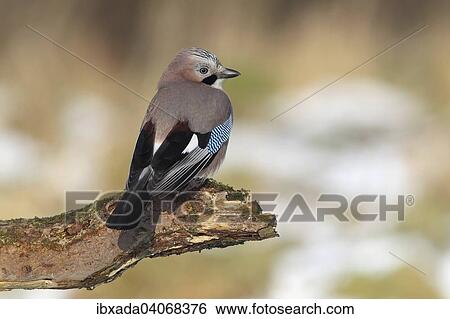 "Jay or Eurasian Jay (Garrulus glandarius), perched on a branch, Neunkirchen, Siegerland, North Rhine-Westphalia, Germany, Europe" View Large Photo Image Stock Photograph - "Jay or Eurasian Jay (Garrulus glandarius), perched on a branch, Neunkirchen, Siegerland, North Rhine-Westphalia, Germany, Europe". Fotosearch