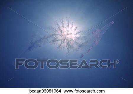 "Jellyfish (Medusozoa sp. ), unidentified species, Black Sea, Crimea, Ukraine, Europe" View Large Photo Image Picture - "Jellyfish (Medusozoa sp. ), unidentified species, Black Sea, Crimea, Ukraine, Europe". Fotosearch