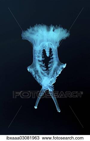 "Jellyfish (Medusozoa sp. ), unidentified species, Black Sea, Crimea, Ukraine, Europe" View Large Photo Image Stock Image - "Jellyfish (Medusozoa sp. ), unidentified species, Black Sea, Crimea, Ukraine, Europe". Fotosearch