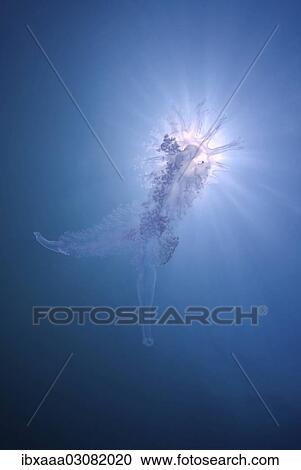 "Jellyfish (Medusozoa sp. ), unknown to science, Black Sea, Crimea, Ukraine, Europe" View Large Photo Image Stock Image - "Jellyfish (Medusozoa sp. ), unknown to science, Black Sea, Crimea, Ukraine, Europe". Fotosearch