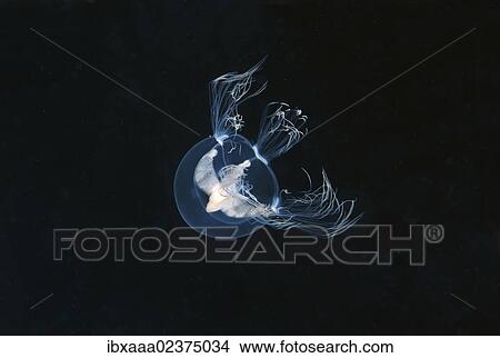 Picture - "Jellyfish Nemopsis dofleini (Nemopsis dofleini Maas), Japan Sea, Primorsky Krai, Russian Federation, Far East". Fotosearch
