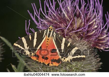 "Jersey Tiger (Euplagia quadripunctaria) sucking on Woolly Thistle (Cirsium eriophorum), Baden-Wurttemberg, Germany, Europe" View Large Photo Image Picture - "Jersey Tiger (Euplagia quadripunctaria) sucking on Woolly Thistle (Cirsium eriophorum), Baden-Wurttemberg, Germany, Europe". Fotosearch