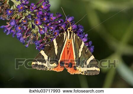 "Jersey Tiger (Euplagia quadripunctaria) sucking nectar from Buddleja, butterfly bush, Untergroningen, Abtsgmuend, Baden-Wurttemberg, Germany, Europe" View Large Photo Image Stock Image - "Jersey Tiger (Euplagia quadripunctaria) sucking nectar from Buddleja, butterfly bush, Untergroningen, Abtsgmuend, Baden-Wurttemberg, Germany, Europe". Fotosearch