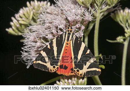 "Jersey Tiger moth (Euplagia quadripunctaria) on Boneset or Thoroughwort, Aufhausen, Baden-Wuerttemberg, Germany, Europe" View Large Photo Image Stock Image - "Jersey Tiger moth (Euplagia quadripunctaria) on Boneset or Thoroughwort, Aufhausen, Baden-Wuerttemberg, Germany, Europe". Fotosearch