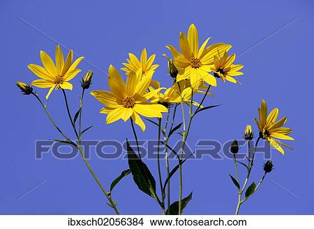 "Jerusalem artichoke (Helianthus tuberosus), flowers" View Large Photo Image Picture - "Jerusalem artichoke (Helianthus tuberosus), flowers". Fotosearch