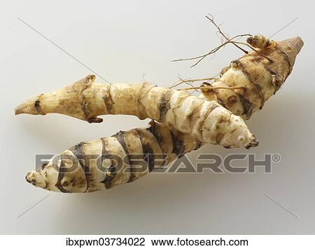 Jerusalem Artichokes (Helianthus tuberosus) View Large Photo Image Stock Image - Jerusalem Artichokes (Helianthus tuberosus). Fotosearch
