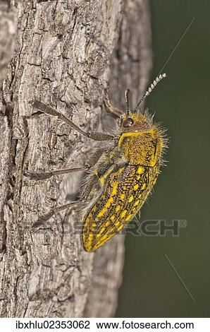 "Jewel Beetle (Julodis ehrenbergii) on a tree trunk, Lake Kerkini region, Greece, Europe" View Large Photo Image Stock Image - "Jewel Beetle (Julodis ehrenbergii) on a tree trunk, Lake Kerkini region, Greece, Europe". Fotosearch