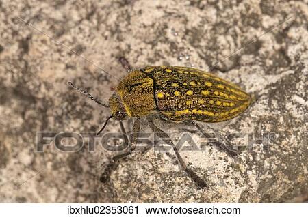 Stock Image - "Jewel Beetle (Julodis ehrenbergii), Lake Kerkini region, Greece, Europe". Fotosearch