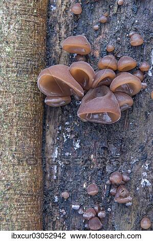 "Jew's Ear or Wood Ear Fungus (Auricularia auricula-judae) on a Sycamore, Thuringia, Germany, Europe" View Large Photo Image Stock Image - "Jew's Ear or Wood Ear Fungus (Auricularia auricula-judae) on a Sycamore, Thuringia, Germany, Europe". Fotosearch