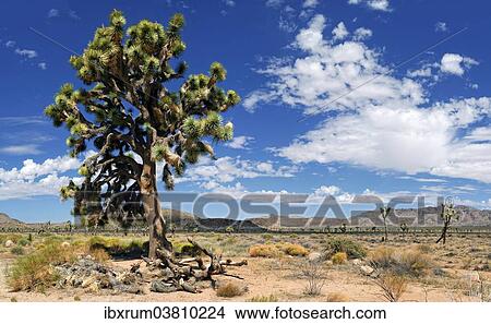 "Joshua Tree or Palm Tree Yucca (Yucca brevifolia), Joshua Tree National Park, Desert Center, California, USA" View Large Photo Image Picture - "Joshua Tree or Palm Tree Yucca (Yucca brevifolia), Joshua Tree National Park, Desert Center, California, USA". Fotosearch