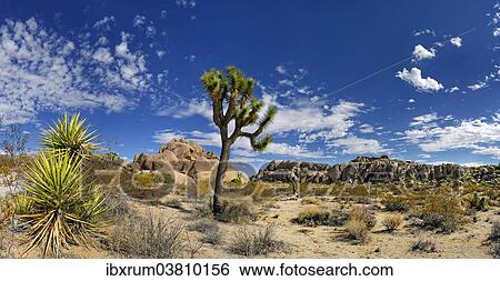 "Joshua Tree or Palm Tree Yucca (Yucca brevifolia), Split Rock, Joshua Tree National Park, Desert Center, California, USA" View Large Photo Image Stock Photograph - "Joshua Tree or Palm Tree Yucca (Yucca brevifolia), Split Rock, Joshua Tree National Park, Desert Center, California, USA". Fotosearch