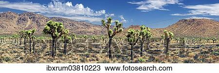 Stock Image - "Joshua Trees or Palm Tree Yuccas (Yucca brevifolia), Joshua Tree National Park, Desert Center, California, USA". Fotosearch