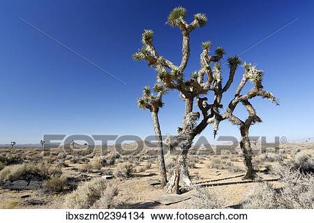"Joshua trees, Yucca palms (Yucca brevifolia), Californian desert, California, USA" View Large Photo Image Picture - "Joshua trees, Yucca palms (Yucca brevifolia), Californian desert, California, USA". Fotosearch
