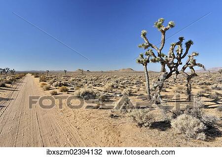 Stock Image - "Joshua trees, Yucca palms (Yucca brevifolia), Californian desert, California, USA". Fotosearch