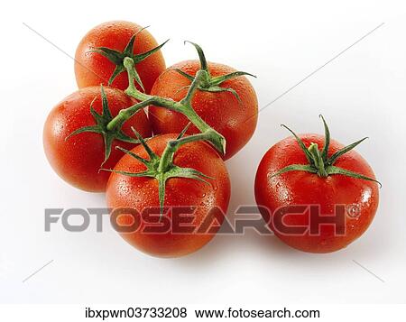 Jubilee vine tomatoes View Large Photo Image Stock Photo - Jubilee vine tomatoes. Fotosearch