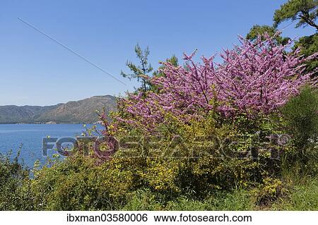 "Judas Tree (Cercis siliquastrum), Bozburun Peninsula, Mugla Province, Aegean region, Turkey, Asia" View Large Photo Image Stock Photograph - "Judas Tree (Cercis siliquastrum), Bozburun Peninsula, Mugla Province, Aegean region, Turkey, Asia". Fotosearch
