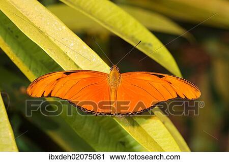 "Julia butterfly (Dryas julia), found in South America" View Large Photo Image Stock Image - "Julia butterfly (Dryas julia), found in South America". Fotosearch