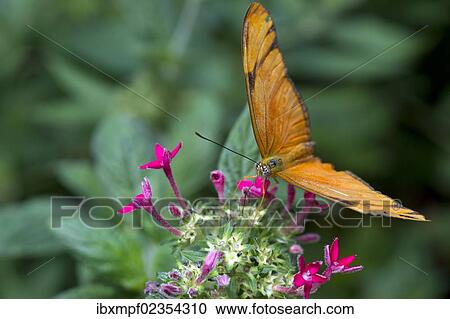 "Julia Butterfly (Dyras iulia), Monteverde, Puntarenas Province, Costa Rica, Central America, North America" View Large Photo Image Stock Image - "Julia Butterfly (Dyras iulia), Monteverde, Puntarenas Province, Costa Rica, Central America, North America". Fotosearch